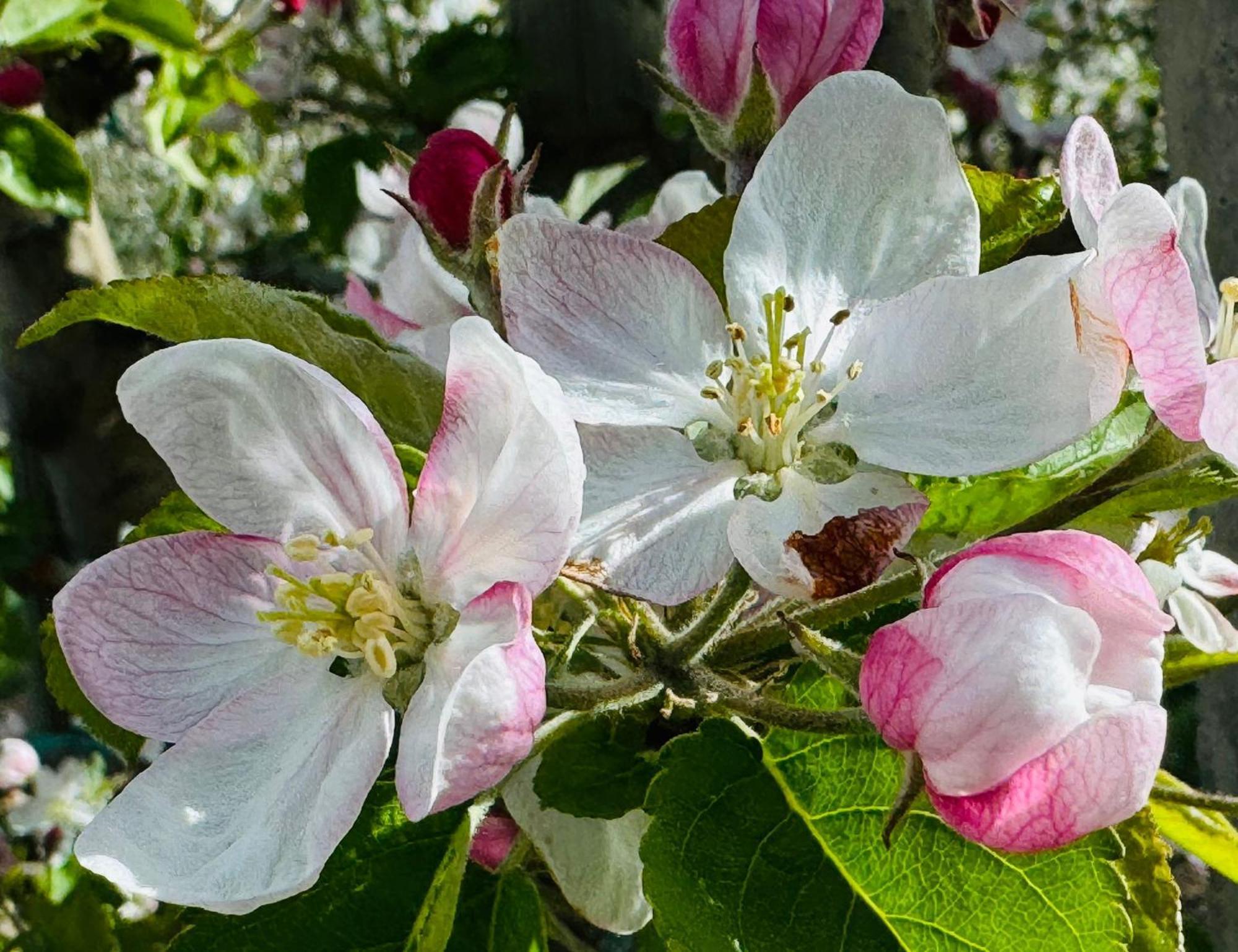 Ferienwohnungen Jojasa Laces Bagian luar foto
